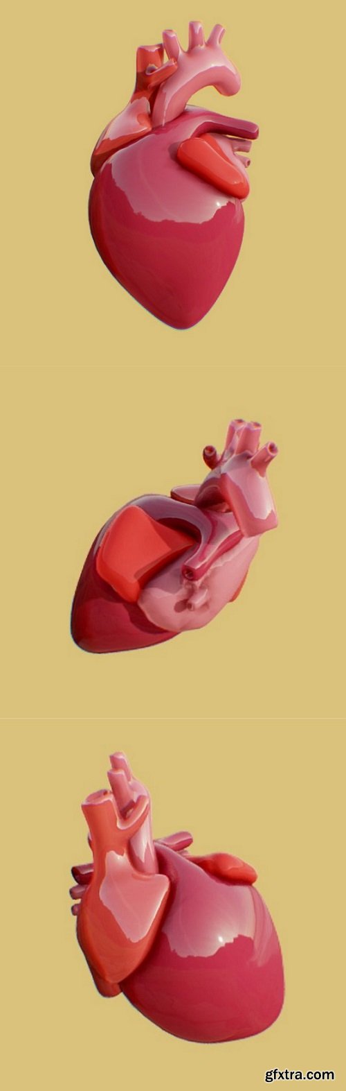 Human Heart 3D Model