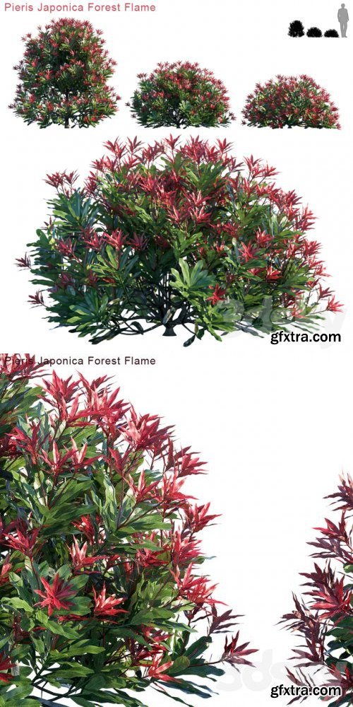 Pieris Japonica Forest Flame