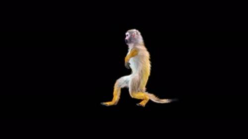 Videohive - 32 Monkey Dance 4K - 42670329 - 42670329