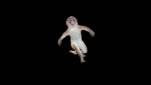 Videohive - 32 Monkey Dance HD - 42710331 - 42710331