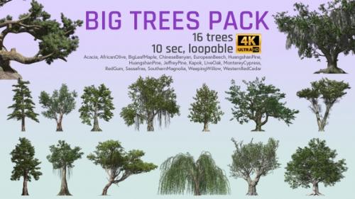 Videohive - 16 Realistic Trees Pack - 27443395 - 27443395