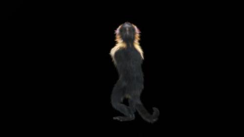 Videohive - 36 Monkey Dance HD - 42732501 - 42732501