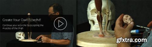New Masters Academy - Build Your Own Ecorche | The Thighs, Gluteals, and Skull Features with Rey Bustos