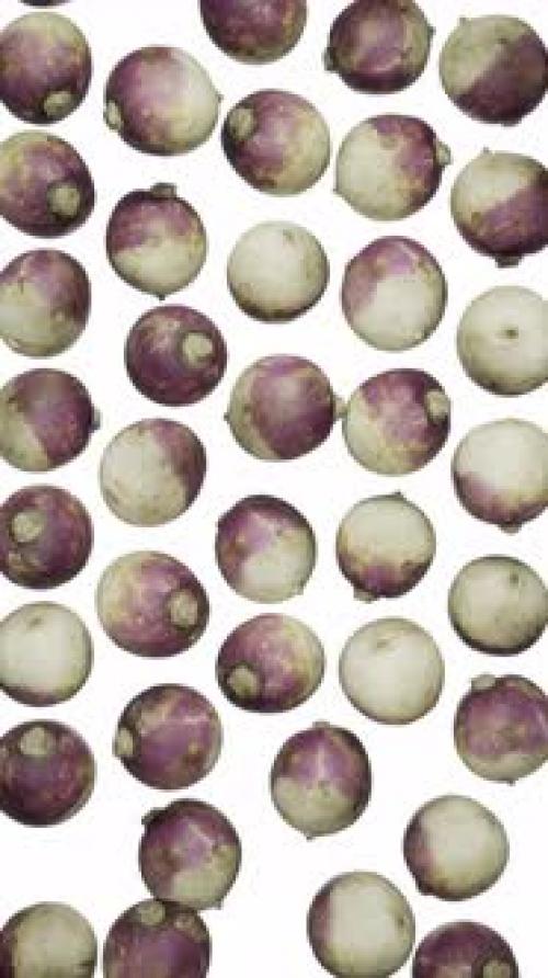 Videohive - Vertical Falling Turnips on White - 42765893 - 42765893