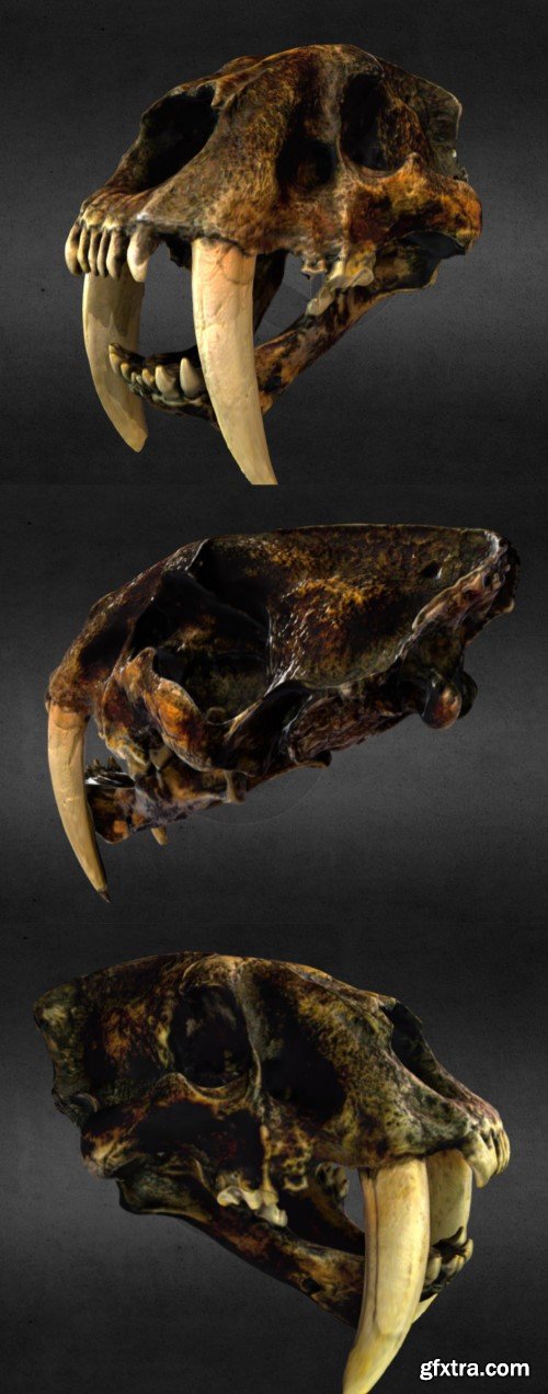 Saber-Toothed Tiger Skull 3d model