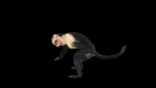 Videohive - 34 Monkey Dance HD - 42826689 - 42826689