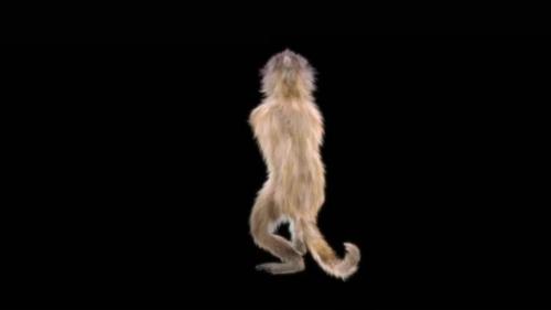 Videohive - 36 Monkey Dance HD - 42826693 - 42826693