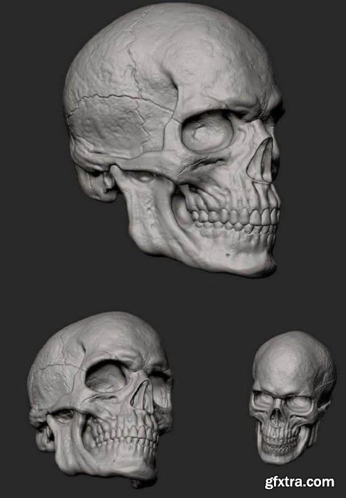 Male Skull - 3D print