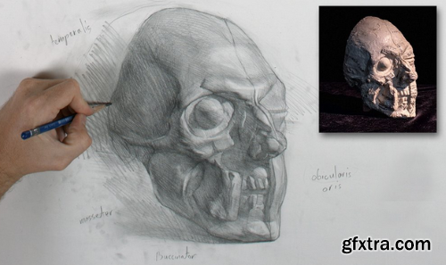 New Masters Academy - How to Draw the Muscles of the Face with Iliya Mirochnik