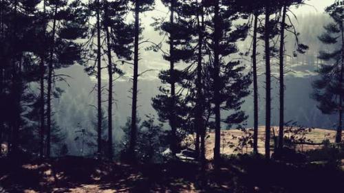 Videohive - Beautiful Remote Evergreen Forest in Mountain - 42929141 - 42929141