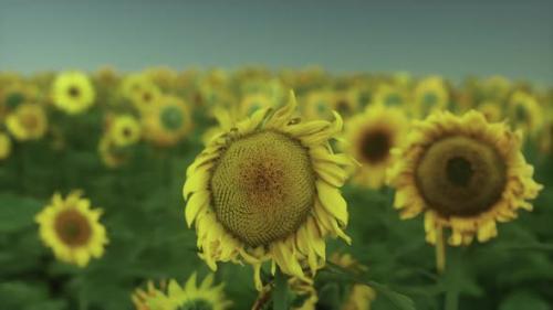 Videohive - Many Bright Yellow Big Sunflowers in Plantation Fields on Evening Sunset - 42950790 - 42950790