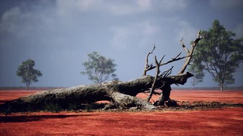 Videohive - Large Acacia Trees in the Open Savanna Plains of Namibia - 42949376 - 42949376