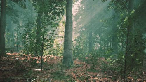 Videohive - Beautiful Morning in the Forest - 42949971 - 42949971