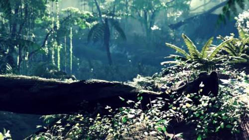 Videohive - Way in Jungle of Malaysia - 42949995 - 42949995