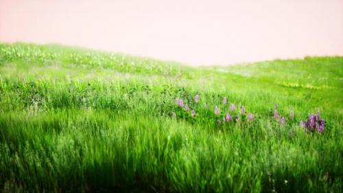 Videohive - Landscape View of Green Grass on Slope at Sunrise - 42950059 - 42950059