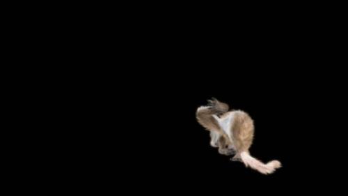 Videohive - 38 Monkey Dance HD - 42978305 - 42978305