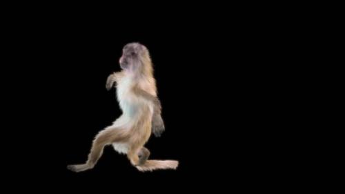 Videohive - 40 Monkey Dance HD - 42978308 - 42978308