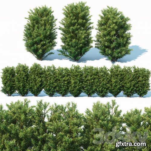 Taxus Baccata # 7. 70cm hedge