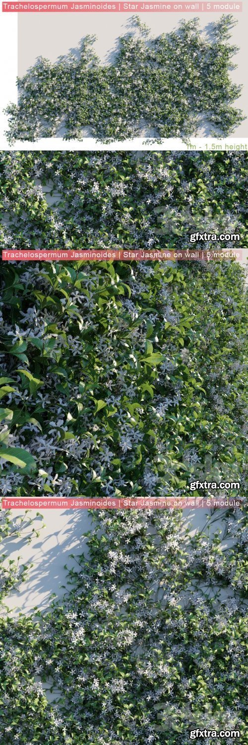 Trachelospermum Jasminoides Star Jasmine on wall