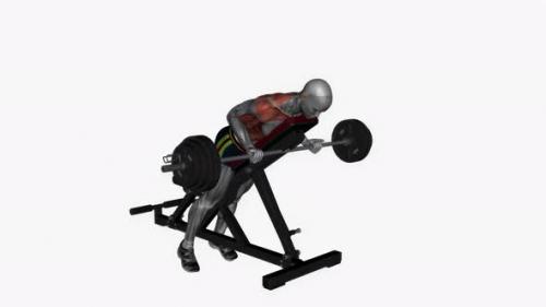 Videohive - Prone Bench Row Barbell Reverse Grip fitness exercise workout animation video male muscle highlight - 43086219 - 43086219