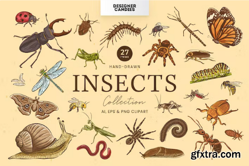 Insects Illustrations