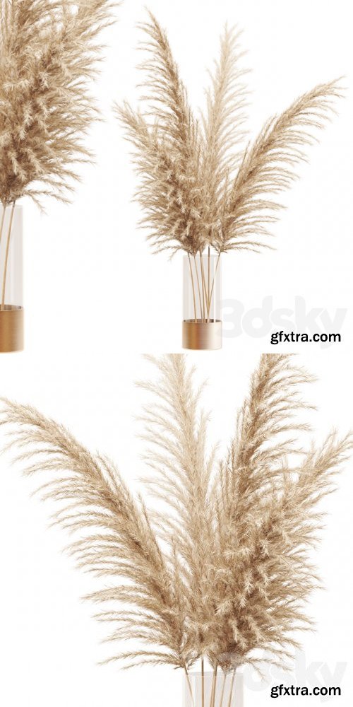 Dried flower pampas grass in glass gold vase