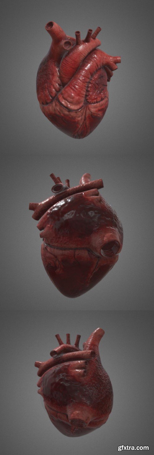 Human Heart 3D Model