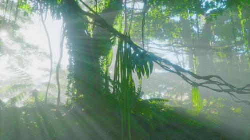 Videohive - Deep Tropical Jungles of Southeast Asia - 43212064 - 43212064