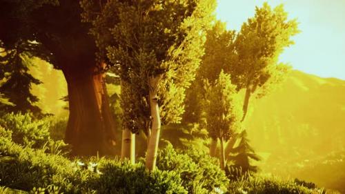 Videohive - Cartoon Wooded Forest Trees Backlit By Golden Sunlight - 43221043 - 43221043