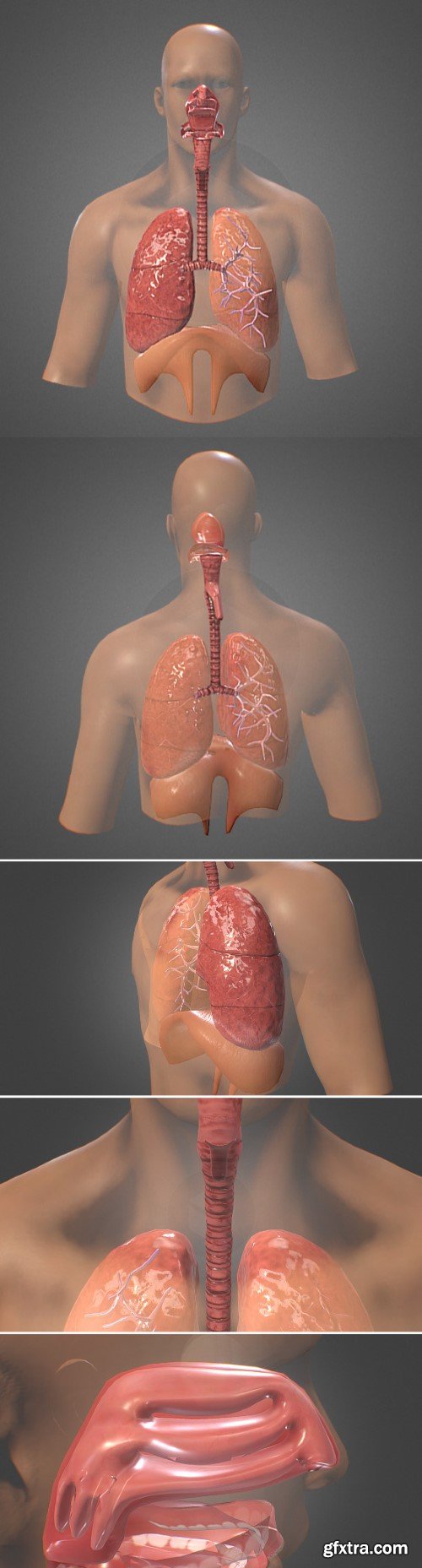 Human Respiratory system review 3D model