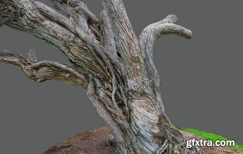 Pohutukawa tree 8 rescan 3D Model