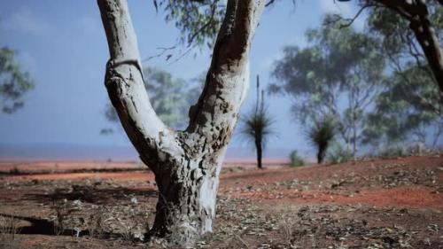 Videohive - Beautiful Landscape with Tree in Africa - 43264103 - 43264103