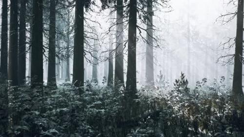 Videohive - Mystical Winter Forest with Snow and Sun Rays Coming Through Trees - 43264118 - 43264118