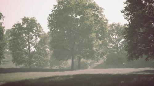 Videohive - Big Mapple Tree with Green Leaves in a Summer Day - 43264241 - 43264241