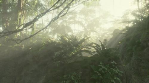 Videohive - Foggy Jungle in the Chiang Dao Mounts - 43264251 - 43264251