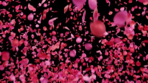 Videohive - Bursting Rose Petals - 43204437 - 43204437