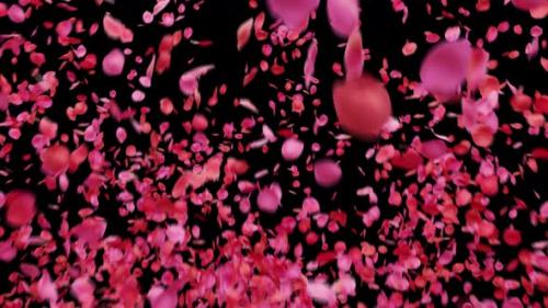 Videohive - Bursting Rose Petals 4K - 43204441 - 43204441