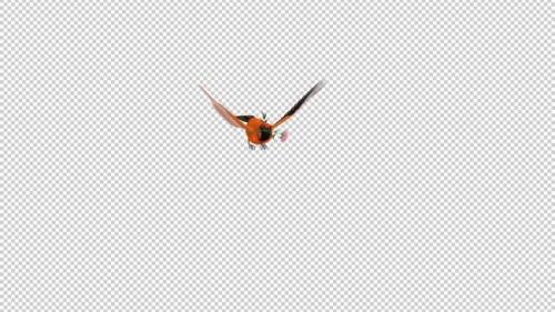 Videohive - Orange Oriole with White Flower - Tropical Bird - Flying Transition - I - 43179328 - 43179328