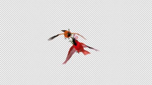 Videohive - Two Orange Oriole with White Flowers - Tropical Birds - Flying Transition - 43179329 - 43179329