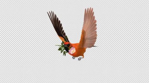 Videohive - Orange Oriole with White Flower - Tropical Bird - Flying Loop - Side Angle View CU - 43179332 - 43179332