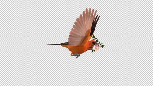 Videohive - Orange Oriole with White Flower - Tropical Bird - Flying Loop - Side View CU - 43179333 - 43179333