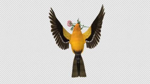 Videohive - Orange Oriole with White Flower - Tropical Bird - Flying Loop - Top View CU - 43179334 - 43179334