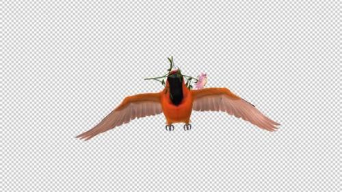 Videohive - Orange Oriole with White Flower - Tropical Bird - Flying Loop - Front View CU - 43179335 - 43179335