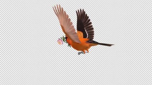 Videohive - Orange Oriole with White Flower - Tropical Bird - Flying Loop - Back Angle View CU - 43179336 - 43179336