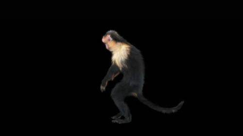 Videohive - 57 Monkey Dance HD - 43204518 - 43204518