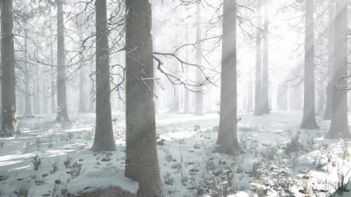 Videohive - Trees in Misty Winter Forest Frosty and Foggy - 43207913 - 43207913