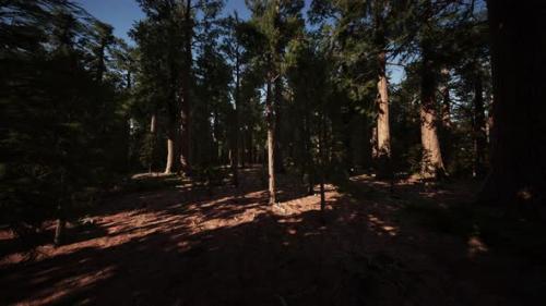 Videohive - Scale of the Giant Sequoias of Sequoia National Park - 43208002 - 43208002