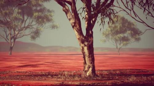 Videohive - Desert Trees in Plains of Africa Under Clear Sky and Dry Floor - 43208432 - 43208432