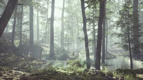 Videohive - Forest with Pond and Mist with Sunrays - 43212035 - 43212035