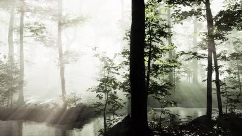 Videohive - Rising Sun Falls Into the Deciduous Forest on a Foggy Summer Morning - 43212712 - 43212712
